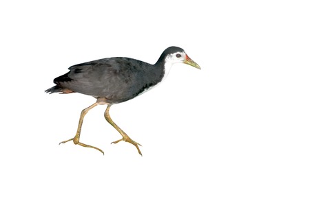 WHITE BREASTED WATERHEN, Amaurornis phoenicurus, Indiaの写真素材