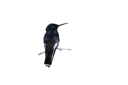 Black jacobin, Melanotrochilus fuscus, single bird on branch, Brazilの写真素材