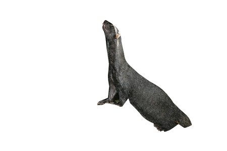 Grison or Huron or bushdog, Galictis vittata, single mammal on floor, Belize,の写真素材