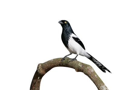 Magpie tanager,  Cissopis leveriana, single bird on branch, Brazilの写真素材