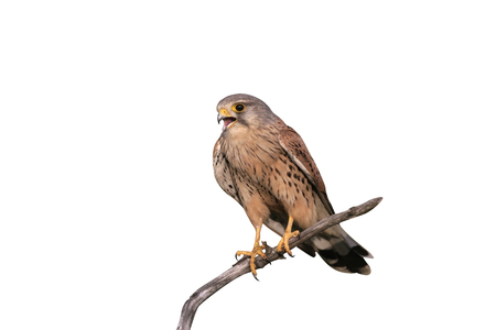 Kestrel, Falco tinnunculus, single male on branch, Hungaryの写真素材