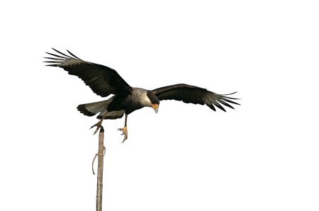 Crested caracara, Caracara cheriway, single bird in flight, Brazilの写真素材