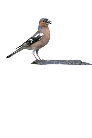 Chaffinch, Fringilla coelebs, male by water, Hungaryの写真素材