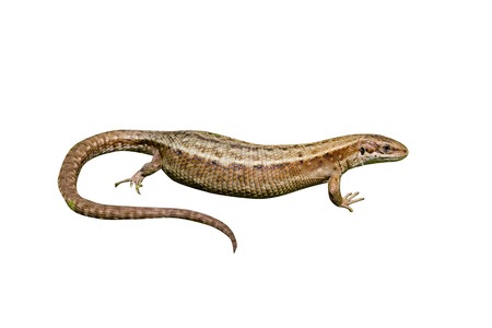 Common Lizard, Lacerta vivipara, single animal in Dorsetの写真素材