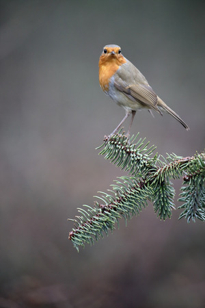 Robin, Erithacus rubecula,  single bird on fence, Warwickshire, January 2017の写真素材