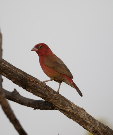 Red-billed firefinch, Lagonosticta senegala, single bird on branch, Gambia, February 2016の写真素材