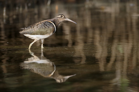 Greater-painted snipe, Rostratula benghalensis, single bird in water, Gambia, February 2016の写真素材
