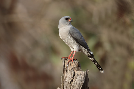 Gabor goshawk, Melierax gabar, single bird on branch, Gambia, February 2016