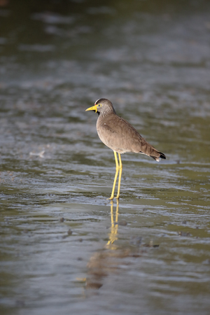 Wattled plover, Vanellus senegallus,  single bird in water, Gambia, February 2016の写真素材