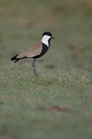 Spur-winged plover,  Vanellus spinosus, single bird on ground, Gambia, February 2016
