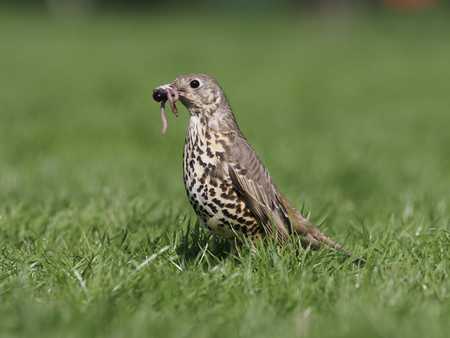 Mistle thrush, Turdus viscivorus, single bird on grass with worms, Warwickshire, April 2017の写真素材