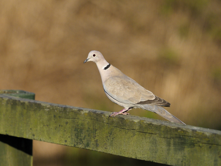 Collared dove, Streptopelia decaocto, single bird on fence, Warwickshire, April 2017の写真素材