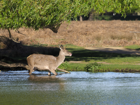 Red deer, Cervus elaphus, single  female in water, London,   April 2017の写真素材