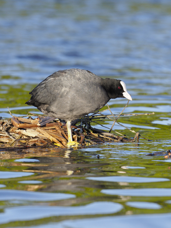Coot, Fulica atra, single bird by water, London, April 2017の写真素材