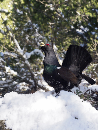 Capercaillie, Tetrao urogallus, Single male in snow,  Bulgaria, April 2017の写真素材