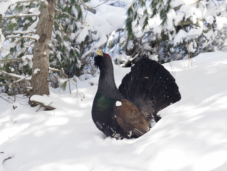 Capercaillie, Tetrao urogallus, Single male in snow,  Bulgaria, April 2017の写真素材