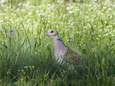 Turtle dove, Streptopelia turtur, Single bird in grass, Bulgaria, April 2017の写真素材