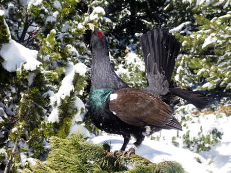 Capercaillie, Tetrao urogallus, Single male in snow,  Bulgaria, April 2017の写真素材