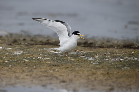 Little tern, Sterna albifrons, Single bird on gravel, Bulgaria, April 2017の写真素材