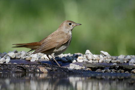 Nightingale, Luscinia megarhynchos, Single bird by water, Bulgaria, April 2017の写真素材