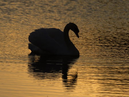 Mute swan, Cygnus olor, single bird on water, Warwickshire, May 2017の写真素材