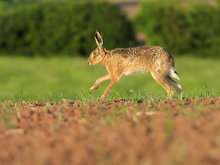 European brown hare, Lepus europaeus, single hare on field, Warwickshire, May 2017の写真素材