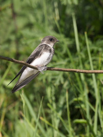 Sand martin, Riparia riparia, single bird on branch, Worcestershire, June 2017の写真素材
