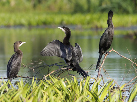 Pygmy cormorant, Phalacrocorax pygmeus, group of birds on branch, Romania, July 2017