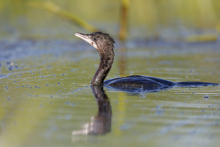Pygmy cormorant, Phalacrocorax pygmeus, single bird on branch, Romania, July 2017の写真素材