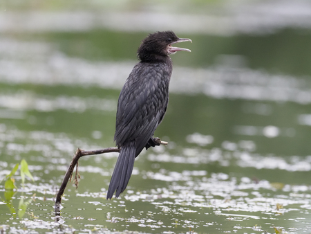Pygmy cormorant, Phalacrocorax pygmeus, single bird on branch, Romania, July 2017の写真素材