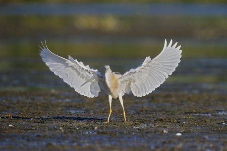 Squacco heron, Ardeola ralloides, single bird by water,     Romania, July 2017の写真素材