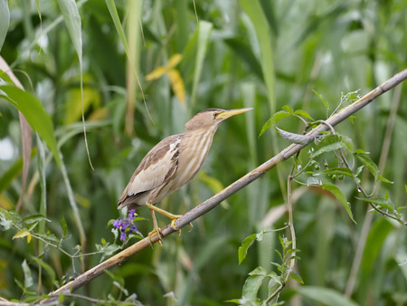 Little bittern, Ixobrychus minutus, single female in reeds,     Romania, July 2017 