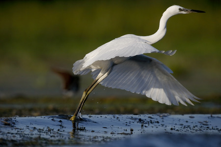 Little egret, Egretta garzetta, single bird in water, Romania, July 2017の写真素材