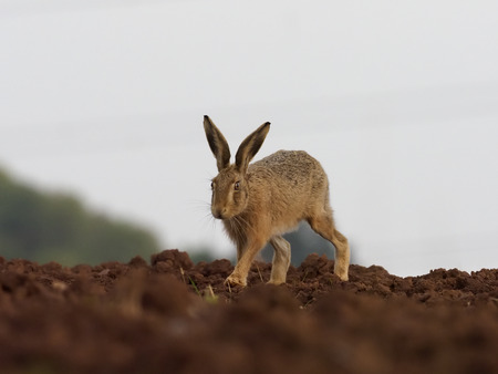 European Brown hare, Lepus europaeus, single hare on field, Warwickshire, September 2017