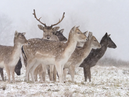 Fallow deer, Dama dama, group in snow, Leicestershre, January 2018の写真素材