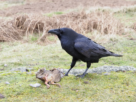 Raven, Corvus corax, single bird on Red-legged partridge, Leicetsershire, January 2018