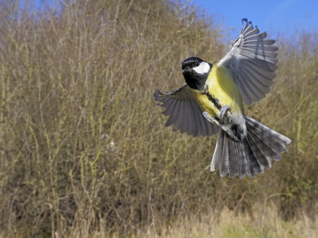 Great tit, Parus major, single bird in flight, Warwickshire, February 2018の写真素材