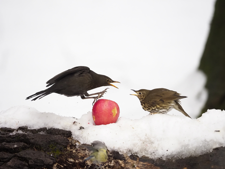 Song thrush, Turdus philomelos, single bird in snow fighting with Blackbird, Warwickshire, March 2018の写真素材