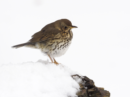 Song thrush, Turdus philomelos, single bird in snow, Warwickshire, March 2018