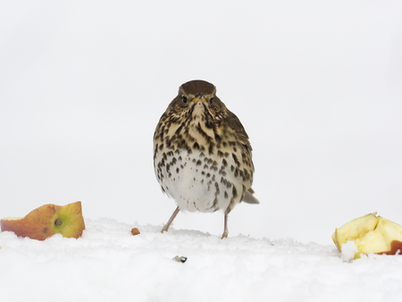 Song thrush, Turdus philomelos, single bird in snow, Warwickshire, March 2018