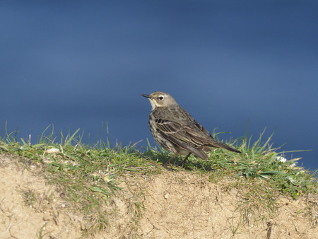 Rock pipit, Anthus petrosus, single bird on grass, Doret, April 2018           の写真素材