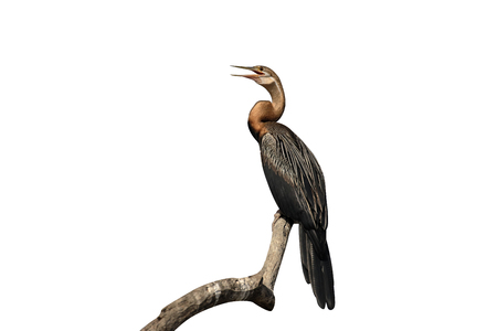 African darter, Anhinga rufa, single bird on branch, Gambia, February 2016の写真素材