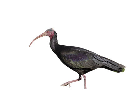 Northern Bald ibis or Waldrapp, Geronticus eremita, single bird on grass, Morocco, March 2018の写真素材