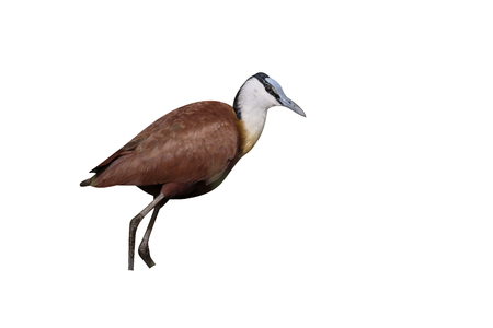 African jacarna, Actophilornis africanus, single bird on grass, Gambia, March 2017 の写真素材