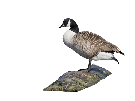 Canada goose, Branta canadensis, single bird by water, London, March 2017の写真素材