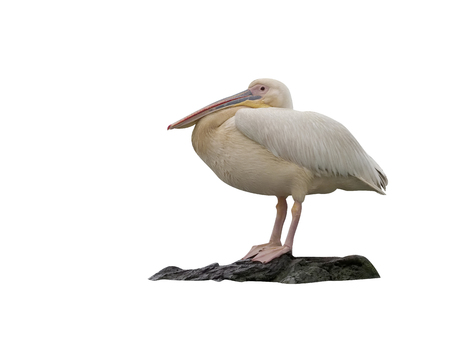 Great white-pelican, Pelecanus onocrotalus, single bird on log,  Romania, July 2017 の写真素材