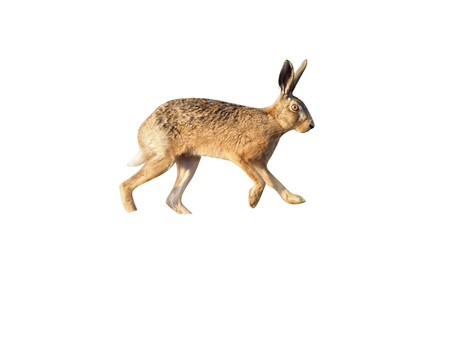 European brown hare, Lepus europaeus, single hare on field, Warwickshire, May 2017の写真素材