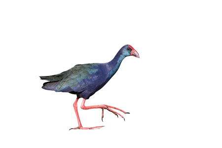African swamphen, Porphyrio madagascariensis, single bird by water, Gambia, February 2016の写真素材