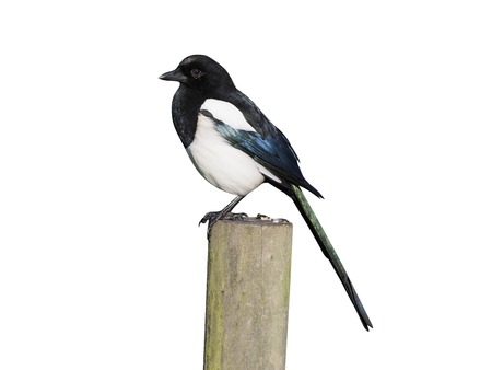 Magpie, Pica pica, single bird on post, Warwickshire, November 2017の写真素材