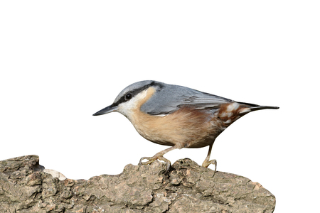 Nuthatch,  Sitta europaea , single bird on branch, Warwickshire, November 2016の写真素材